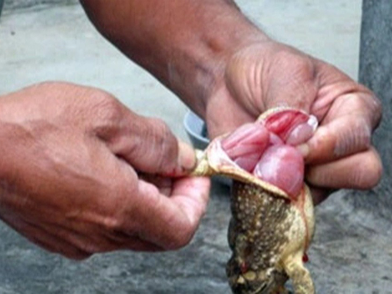 2-chi-em-sinh-doi-an-thit-coc-chi-tu-vong-em-nguy-kich