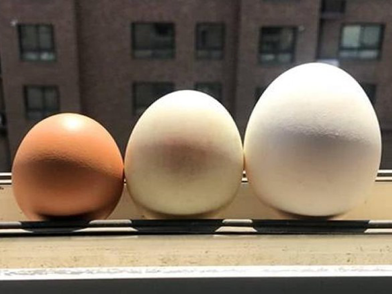 trung-ga-vit-ngong-trung-nao-bo-nhat